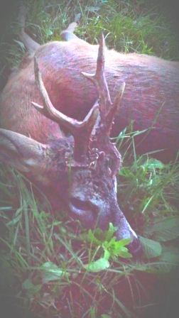 2013-06-13 07.26.24 splet