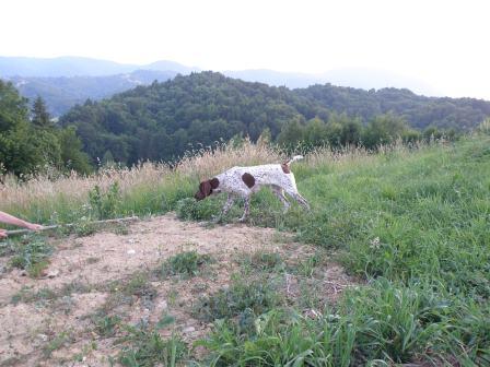 nemška kratkodlaka ptičarka