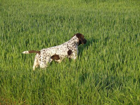 nemški kratkodlaki ptičar